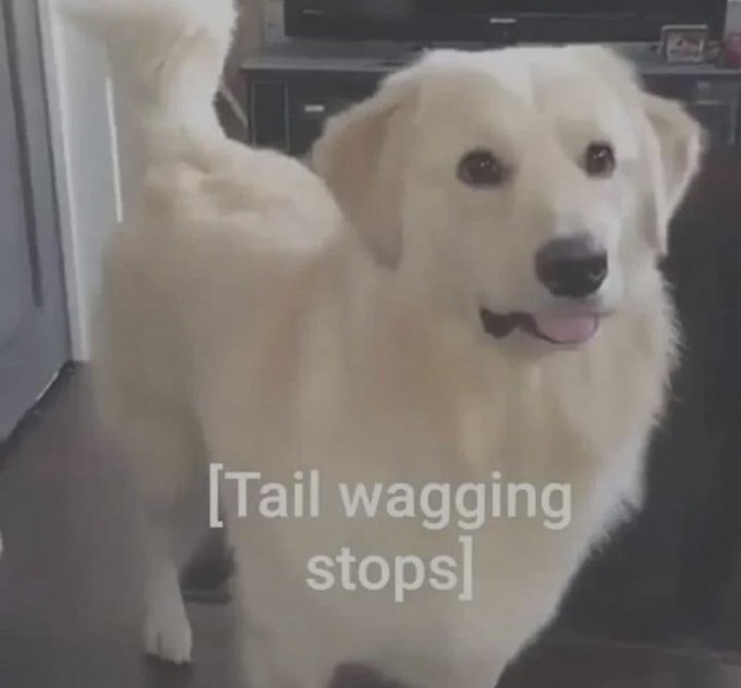 A fluffy white dog stands with its tail frozen mid-air, captioned "[Tail wagging stops]," capturing that exact moment of stunned silence—mirroring the post's reaction to unexpectedly buying into the $ANSEM memecoin.