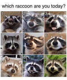 A meme titled 'which raccoon are you today?' featuring a 3x3 grid of nine different raccoon photos numbered 1-9 with various expressions.