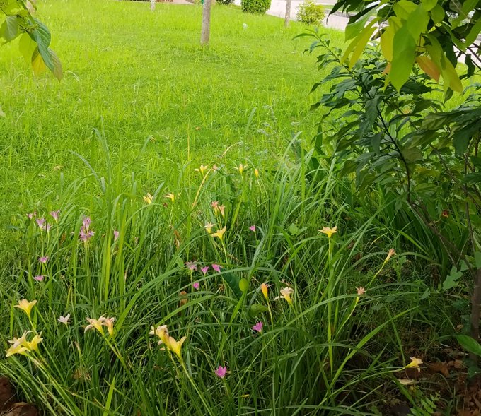 A lush green grassy area with small yellow and pink flowers in the foreground, alongside bushes and a tree, with a lawn extending into the background.