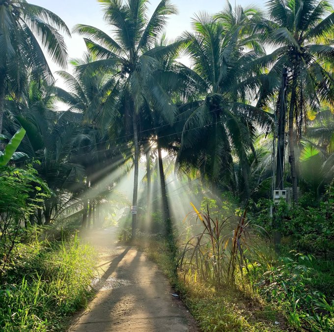 Sunbeams filter through tall palm trees along a dirt path in a tropical setting, creating a misty, serene atmosphere.