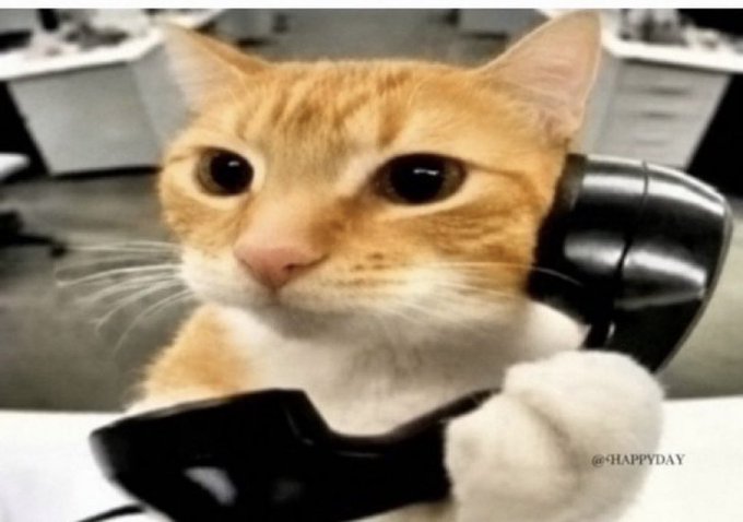 A close-up photo shows an orange and white cat holding a black landline telephone receiver to its ear, with a watermark reading "@HAPPYDAY" in the bottom right.
