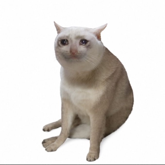 A light-colored cat with a cream and tan coat sits against a plain white background, looking upward.