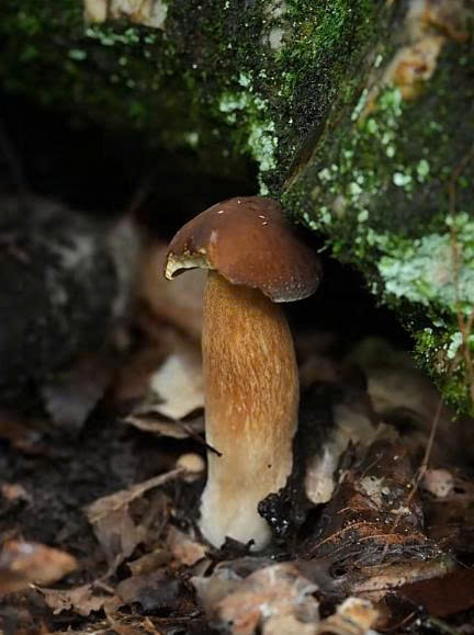 A small brown mushroom with a bulbous cap growing from leaf litter at the base of a moss-covered rock.
