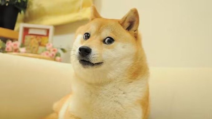 A Shiba Inu dog with a tan and white coat sits indoors, looking off to the side with an attentive expression.