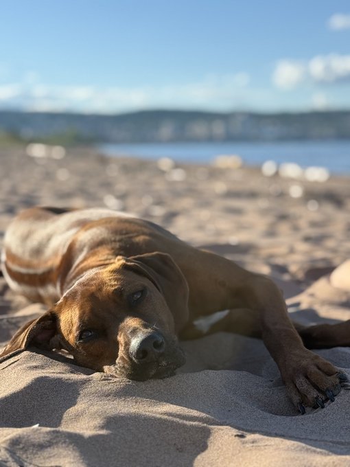 A brown and white dog lies on a sandy beach with a body of water and hills visible in the background.