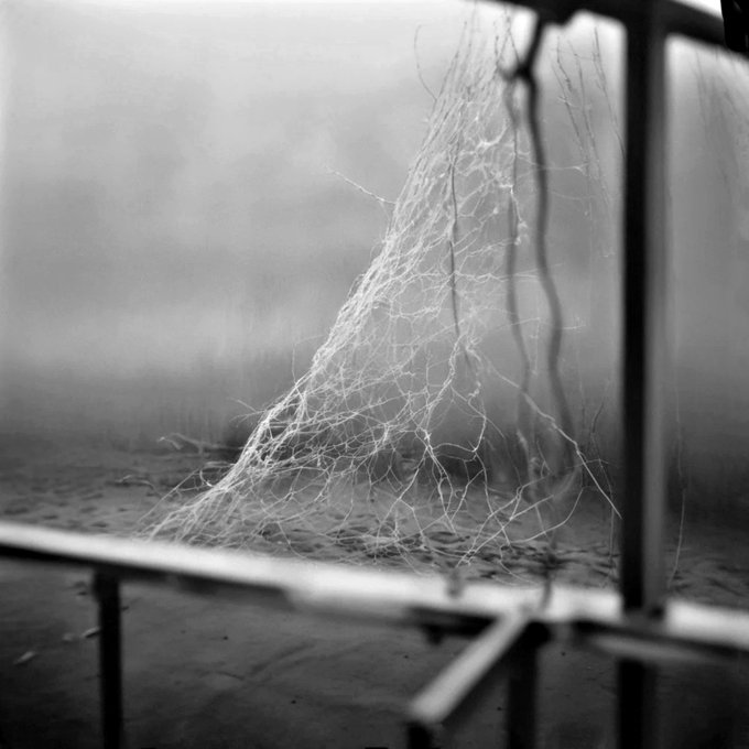 Black and white photo of intricate spider webs catching the light, stretched between wooden structures in a foggy environment.