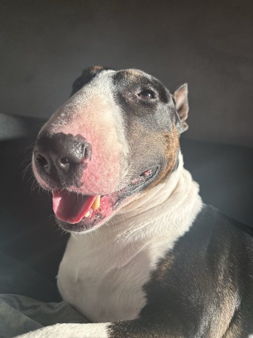 A close-up photograph of a black, white, and tan dog, possibly a Bull Terrier mix, looking at the camera with its tongue hanging out, resting on what appears to be a dark couch.