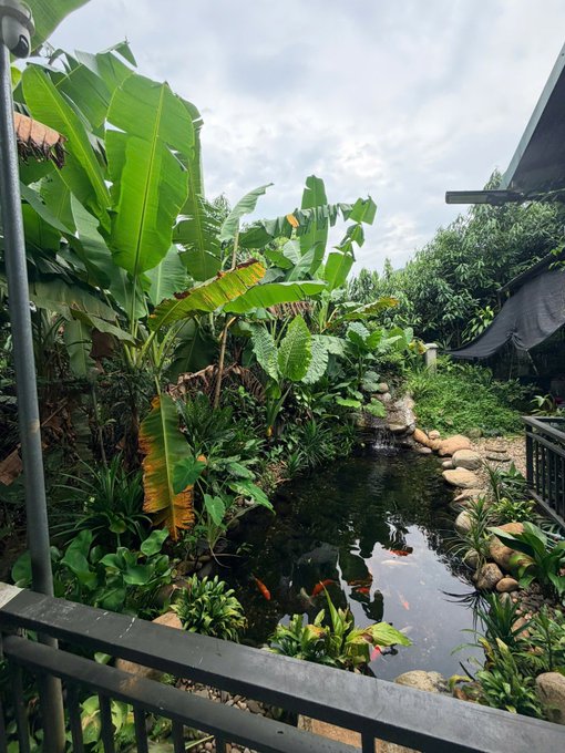 A tropical garden scene featuring a koi pond with orange fish, surrounded by banana plants and lush greenery.