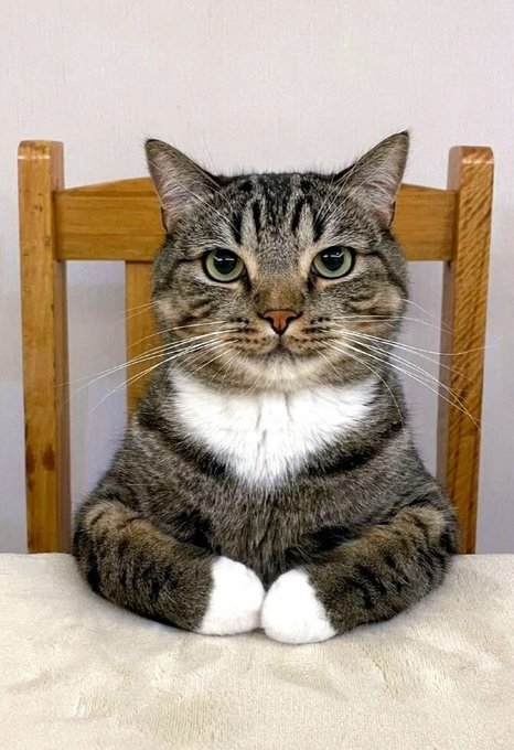 A tabby cat with a white chest and paws sits upright on a wooden chair against a plain wall, looking directly at the camera with a serious expression.
