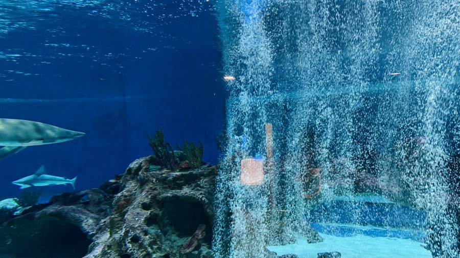 An aquarium scene showing a shark swimming on the left side while a dense wall of bubbles obscures the view on the right.