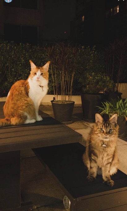 Two cats photographed at night outdoors - an orange and white tabby sitting on a wooden bench and a brown tabby wearing a collar sitting on a platform.