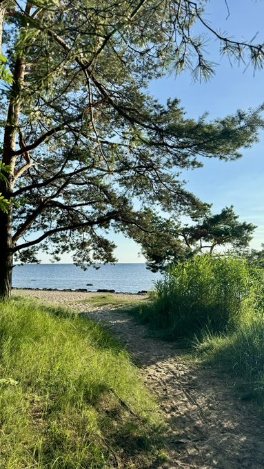 A sandy path winds through green dune grass and beneath a large pine tree, leading down to a calm beach and the ocean under a clear blue sky.