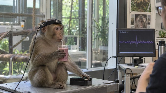 A monkey wearing an EEG headpiece sits on a table drinking from a cup while interacting with a button box, as a researcher monitors brainwave data on a screen labeled 'RITUAL'.