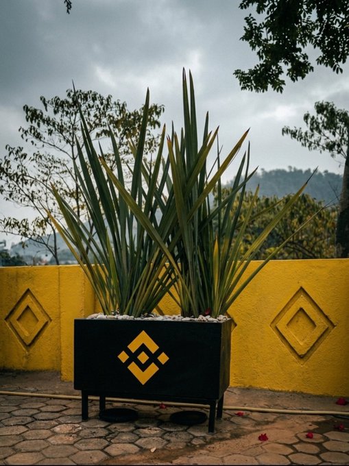 A potted plant with long, spiky leaves sitting in a black planter with a yellow Binance logo, placed on a tiled surface in front of a bright yellow wall with diamond patterns.