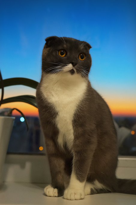 A gray and white Scottish Fold cat sits alertly on a windowsill, gazing off into the distance against a vibrant sunset sky. The cat's patient, watchful demeanor mirrors the post's message about staying calm and composed during a stagnant market—reminding traders not to panic and sell at the bottom while liquidity remains low.