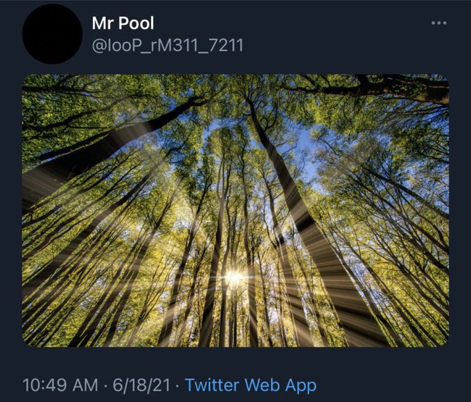 A Twitter post from 'Mr Pool' (@looP_rM311_7211) featuring a photograph looking up through tall trees at the sun, posted at 10:49 AM on 6/18/21 via Twitter Web App.