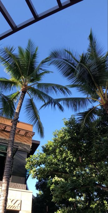 A vertical photograph looking up at tall palm trees against a clear blue sky, with a glass roof structure visible at the top and building foliage below.