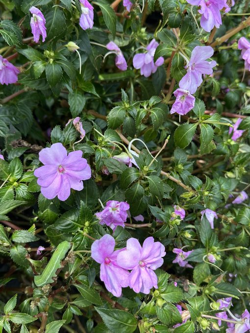 A close-up photograph of a flowering plant with small, light purple, five-petaled blooms and serrated green leaves.