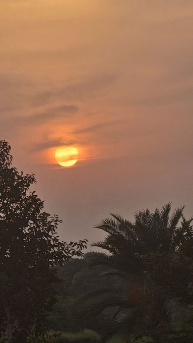 A scenic sunset photograph showing the orange sun low in a hazy sky, framed by silhouetted palm trees and foliage in the foreground.