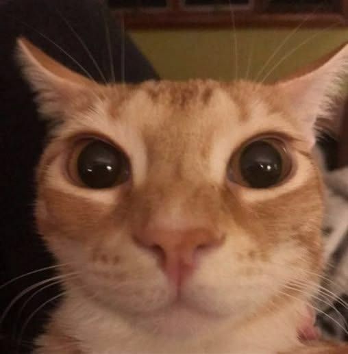 A close-up photograph of an orange tabby cat with large, dilated eyes staring directly at the camera.