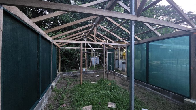 An unfinished greenhouse structure features a wooden frame roof and green mesh side panels, with grass and stepping stones visible on the ground inside and dense trees in the background.