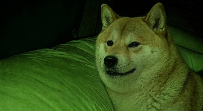 A Shiba Inu dog rests on a green cushion in low light, looking calmly toward the camera.
