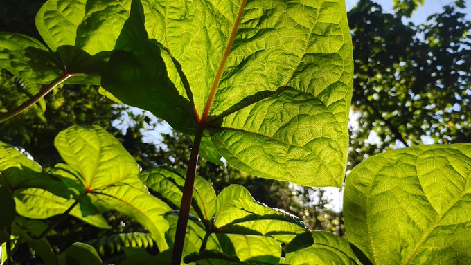 A close-up view of large green leaves with prominent veins, backlit by sunlight against a background of trees and blue sky.