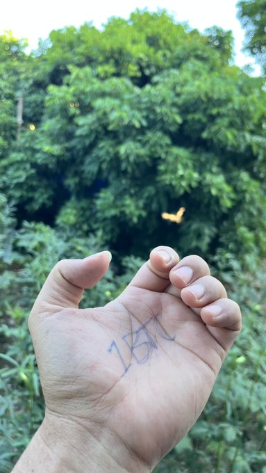 An open hand marked with blue pen writing is held up against dense green foliage, with a small yellow butterfly or leaf visible in the background.
