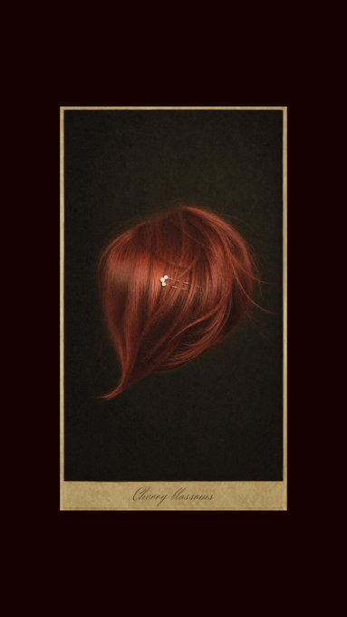 The image features a tuft of glossy auburn hair floating against a black background, with a small cherry blossom flower nestled in the strands, and the caption "Cherry blossoms" written in elegant script at the bottom. It ties to the post's theme by using the delicate cherry blossom as a symbol of beauty and new beginnings, set against the flowing hair to evoke a sense of natural grace and serenity.