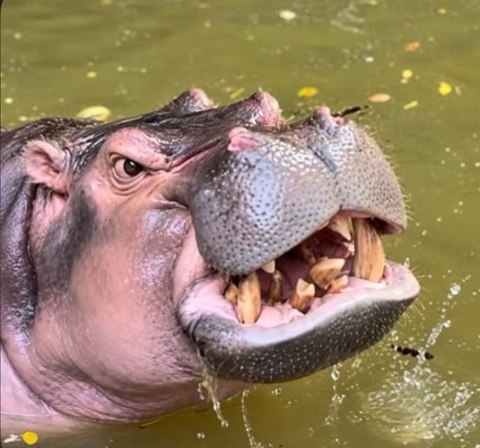 A hippopotamus is partially submerged in murky green water, shown with its large mouth open, displaying prominent teeth and tusks.