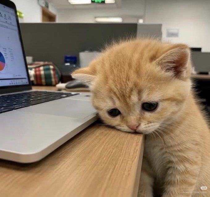 A small orange kitten rests its head wearily on the edge of a desk next to an open laptop displaying a chart.