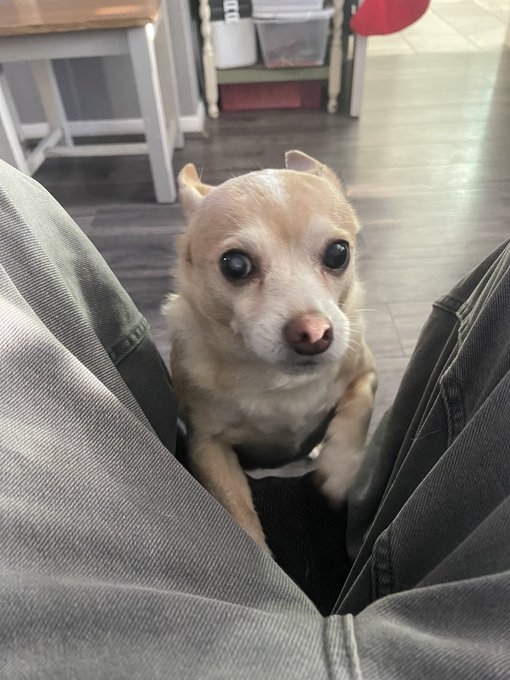 A small, light-brown chihuahua looking up with wide eyes from between a person's legs clad in jeans.