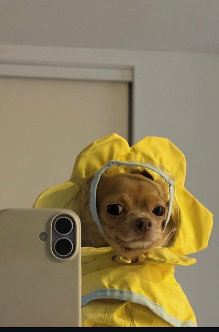 A small dog wearing a yellow and blue protective hood or gown, peering over the edge while taking a mirror selfie with a smartphone.
