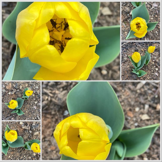 A collage of five photos showing yellow tulips blooming in a garden, featuring close-ups of the flowers and their green leaves against brown mulch.