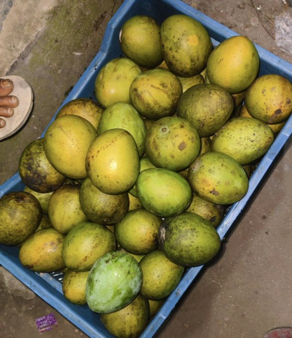 A blue crate filled with fresh green mangoes sits on a concrete floor, with a person's feet in sandals visible in the corner—evoking the idea of rest and replenishment before tomorrow's journey, much like the post's theme of recharging energy overnight for new adventures.