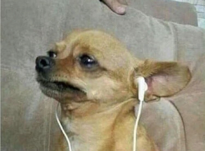 The image shows a small brown dog wearing headphones with white earbuds. The dog appears to be listening to music through its headphones while sitting comfortably on a couch or chair, possibly enjoying some relaxation time.