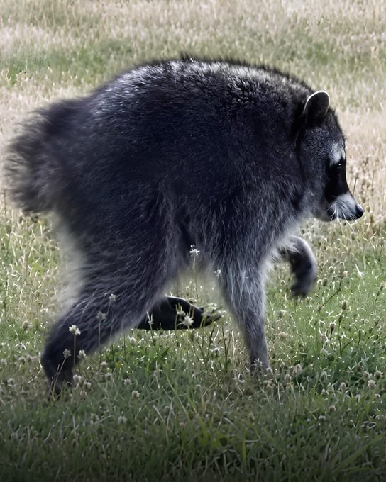 A raccoon walking through tall grass, viewed from the side with its head turned.