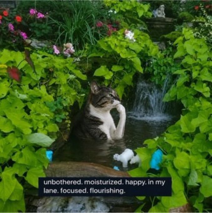 A tabby and white cat sits contentedly in a small garden pond surrounded by lush greenery and flowers, with the text "unbothered. moisturized. happy. in my lane. focused. flourishing." overlaid at the bottom. The meme's wholesome message of peaceful self-contentment pairs wryly with the simple post "Hmm," suggesting a state of quiet, unbothered reflection.