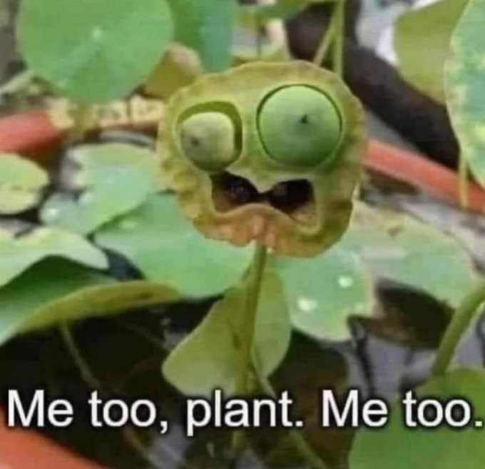 A photo of a plant with two bulbous growths that resemble eyes, giving it a face-like appearance, with the caption "Me too, plant. Me too."
