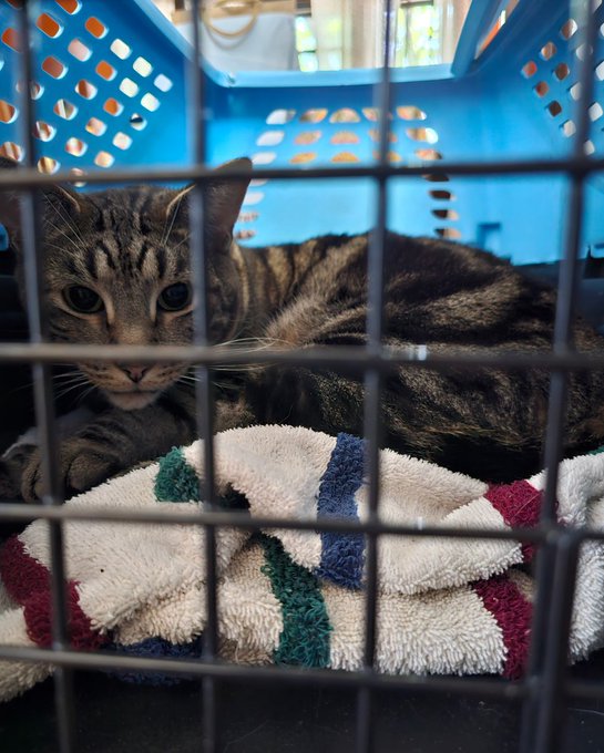 A tabby cat resting on a striped towel inside a blue plastic pet crate, viewed through the metal grid door.