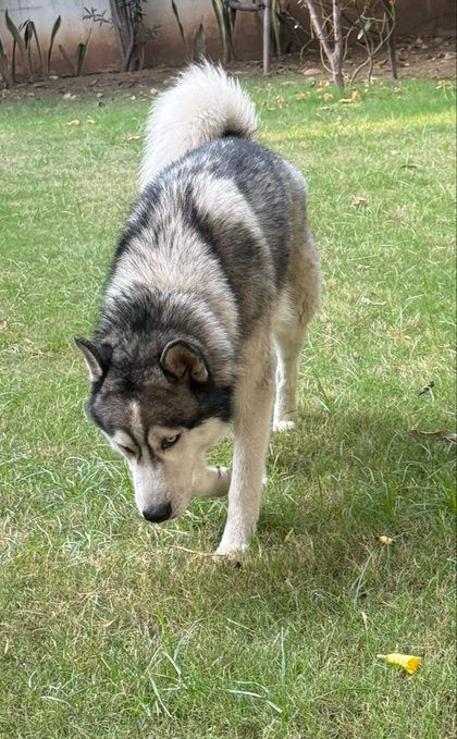 Photo of a gray and white Siberian Husky walking on grass with its head lowered.