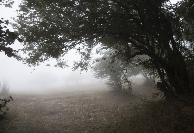 A misty, fog-covered landscape with a large tree on the right and a field of dry grass in the foreground.
