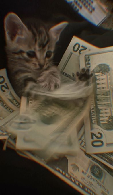 A small tabby kitten plays with a fanned-out spread of $20 US bills on a dark surface.