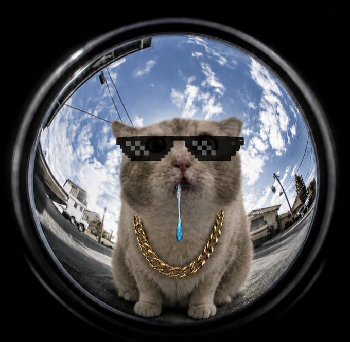 A digitally edited image of a cat wearing pixelated 'thug life' sunglasses and a gold chain, viewed through a fisheye lens with a blue sky background.