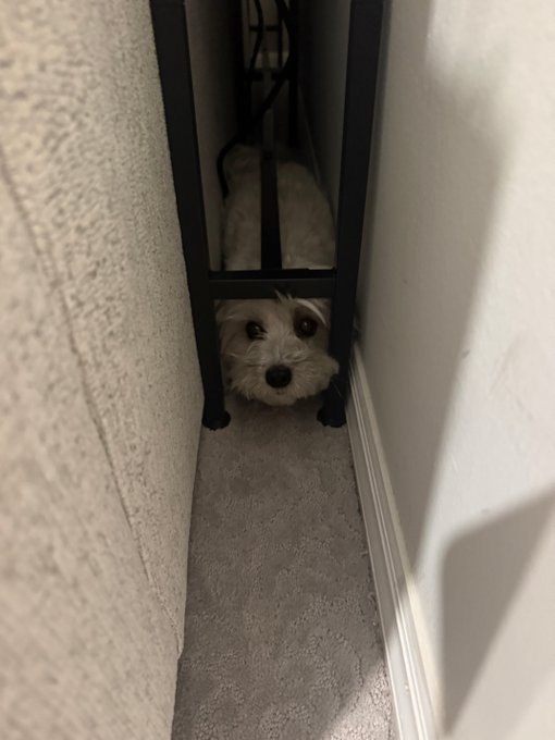 A small white dog peeking out from under a dark chair or table in a narrow carpeted hallway, looking up at the camera.
