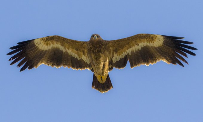 A photograph capturing a large bird of prey, likely an eagle or hawk, in mid-flight with its wings fully spread against a clear, solid blue sky.