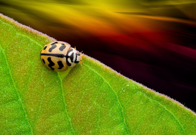 A macro photograph of a small yellow and black ladybug crawling on the edge of a green leaf against a blurred colorful background.