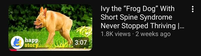 A YouTube thumbnail shows a tan dog running on grass, titled 'Ivy the "Frog Dog" With Short Spine Syndrome Never Stopped Thriving |...' from the channel Happy Story with 1.8K views.