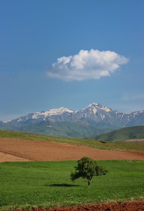 A scenic landscape photograph showing a solitary green tree standing in a grassy field with a brown plowed section, set against rolling hills and snow-capped mountains under a blue sky with a single white cloud.