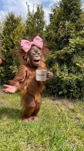 A young orangutan wearing a large pink bow holds a 'Danler' coffee cup while walking on grass in front of green bushes.